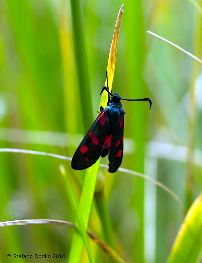 Zygaena sp. (filipendulae)
